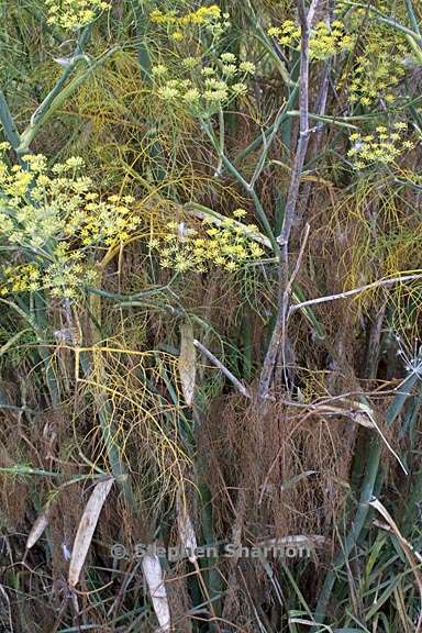 foeniculum vulgare 1 graphic